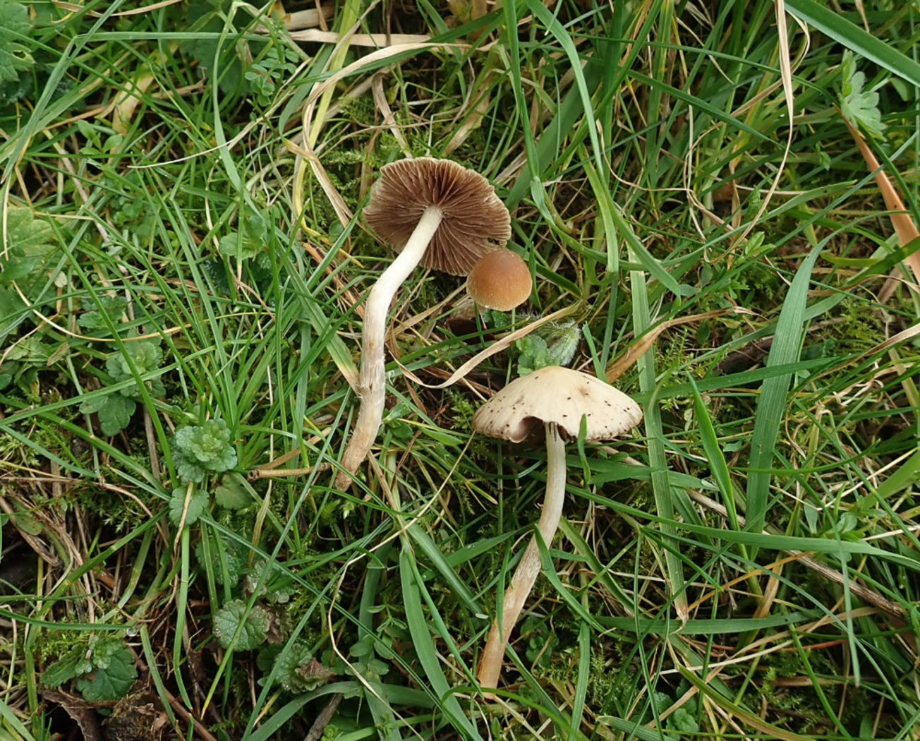 Photo © Penny Cullington Psathyrella spadiceogrisea by Penny Cullington